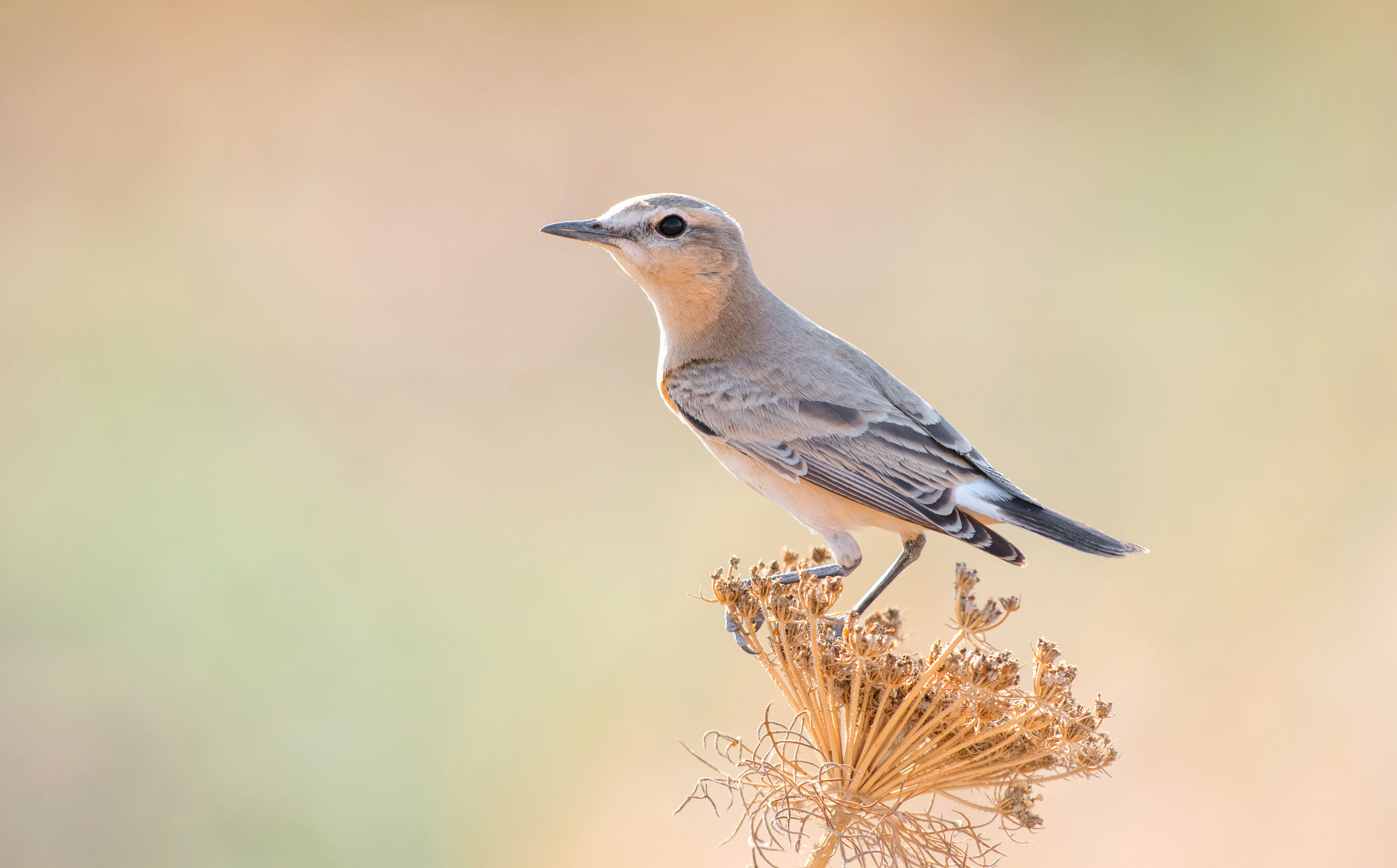 Isabelline Wheatear