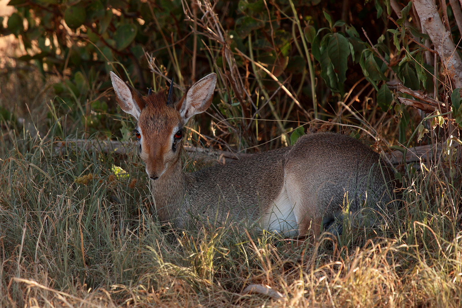 Dik-Dik