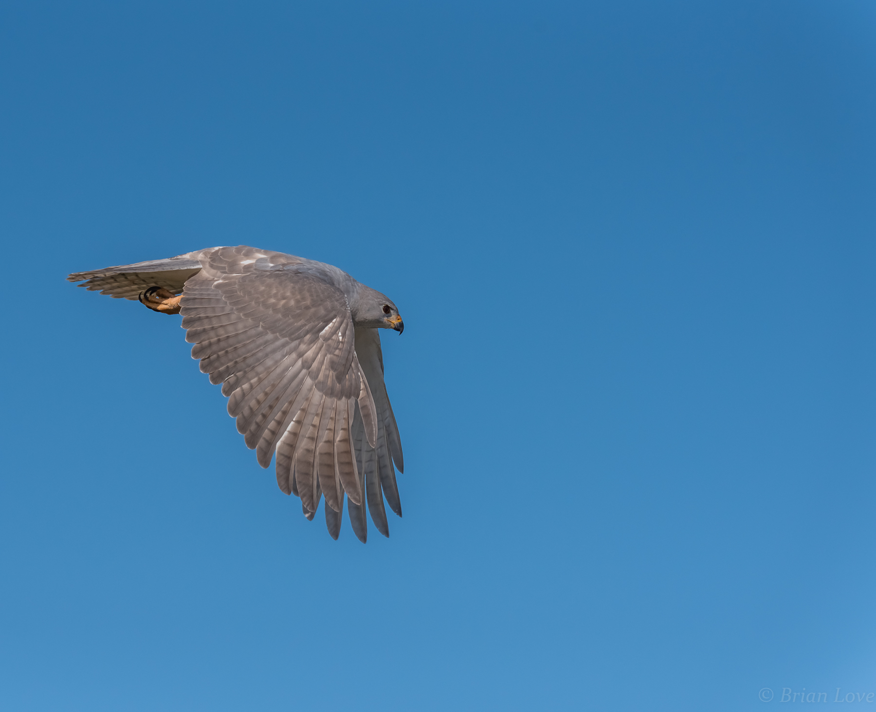 Grey Goshawk