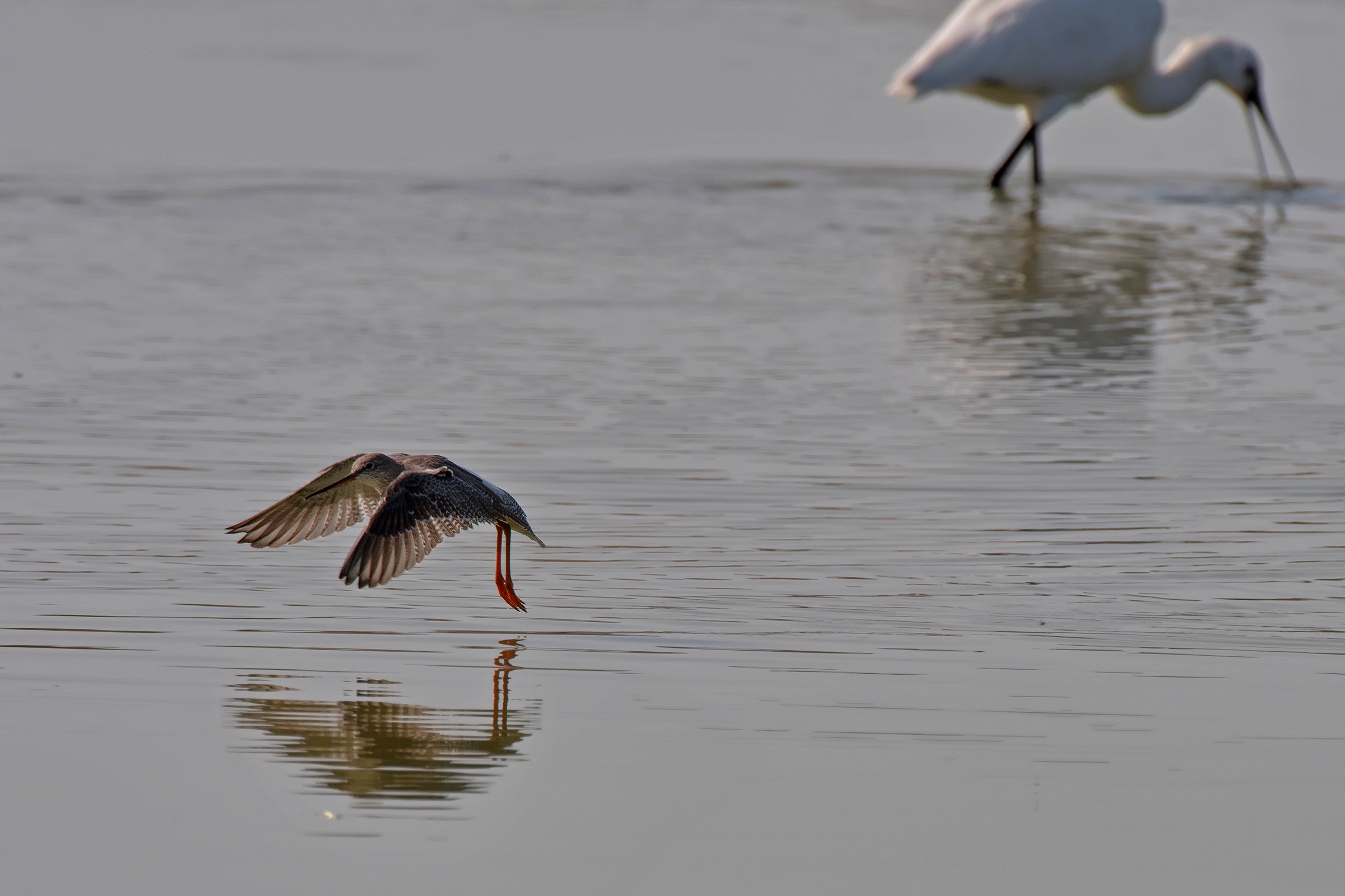 Il volo della giovane Pettegola
