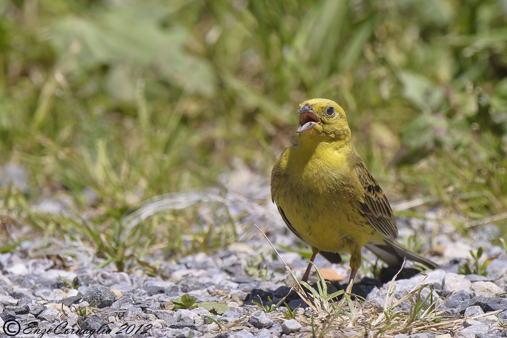 Yellowhammer