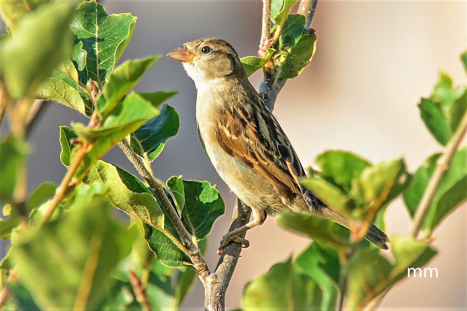 passera oltremontana (femmina)