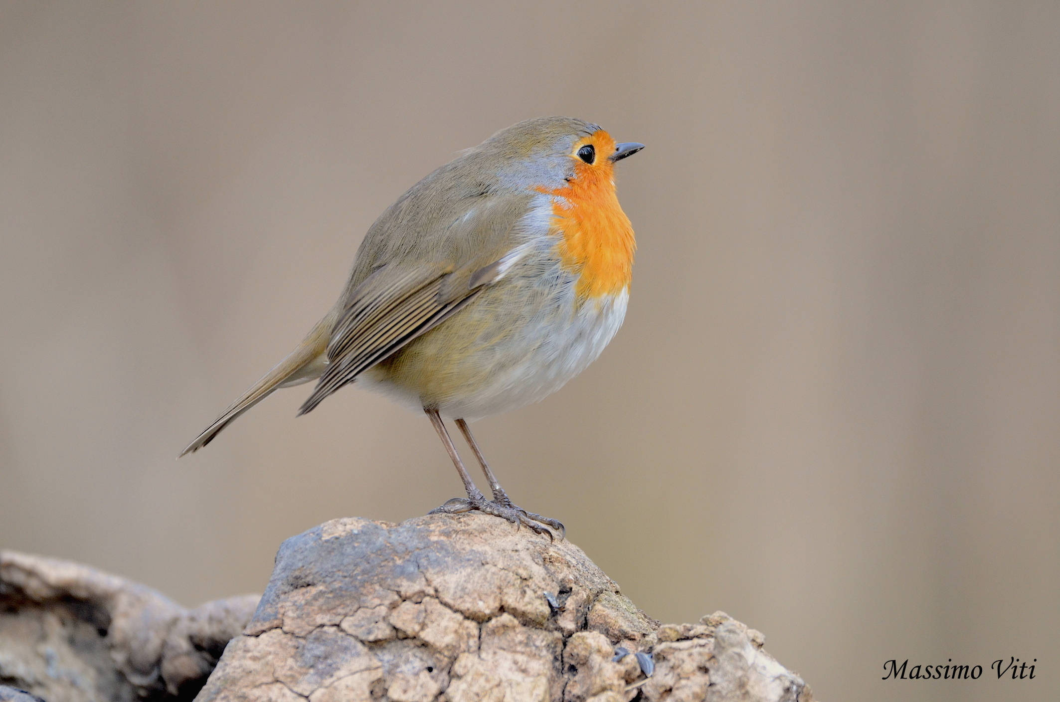 Pettirosso ( Erithacus rubecola )