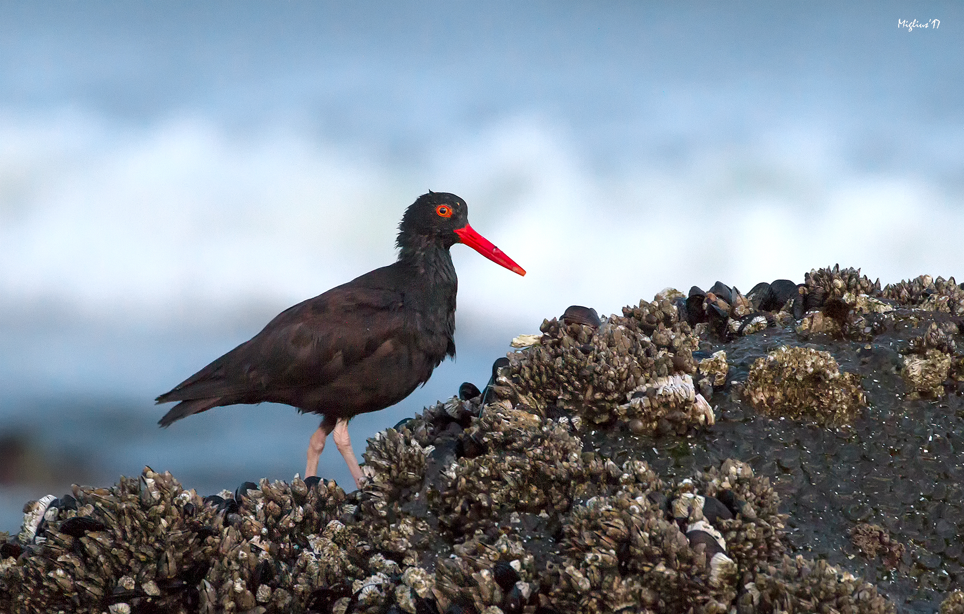 Beccaccia di mare nrdamericana