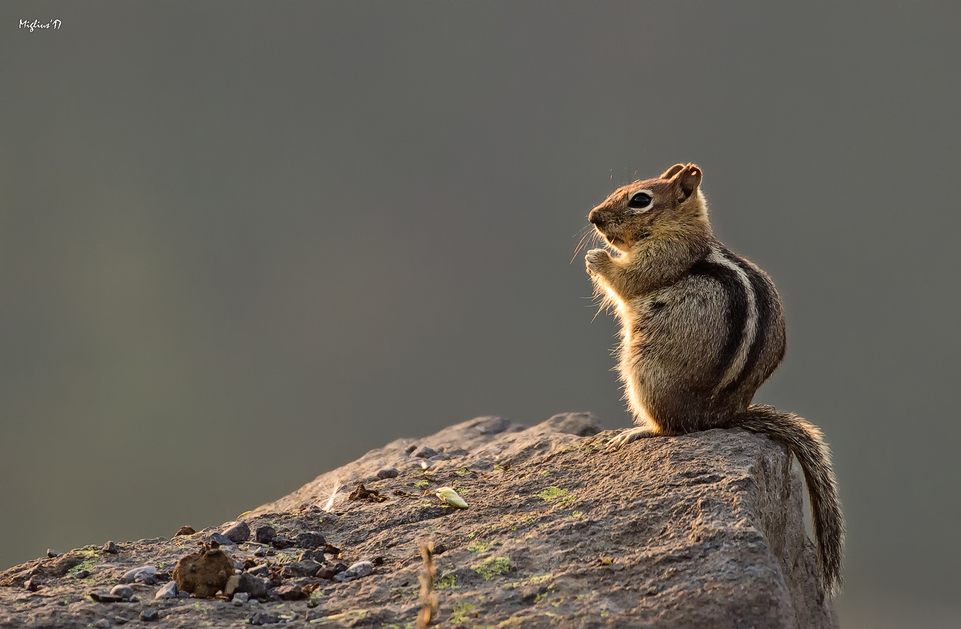 Ground squirrel
