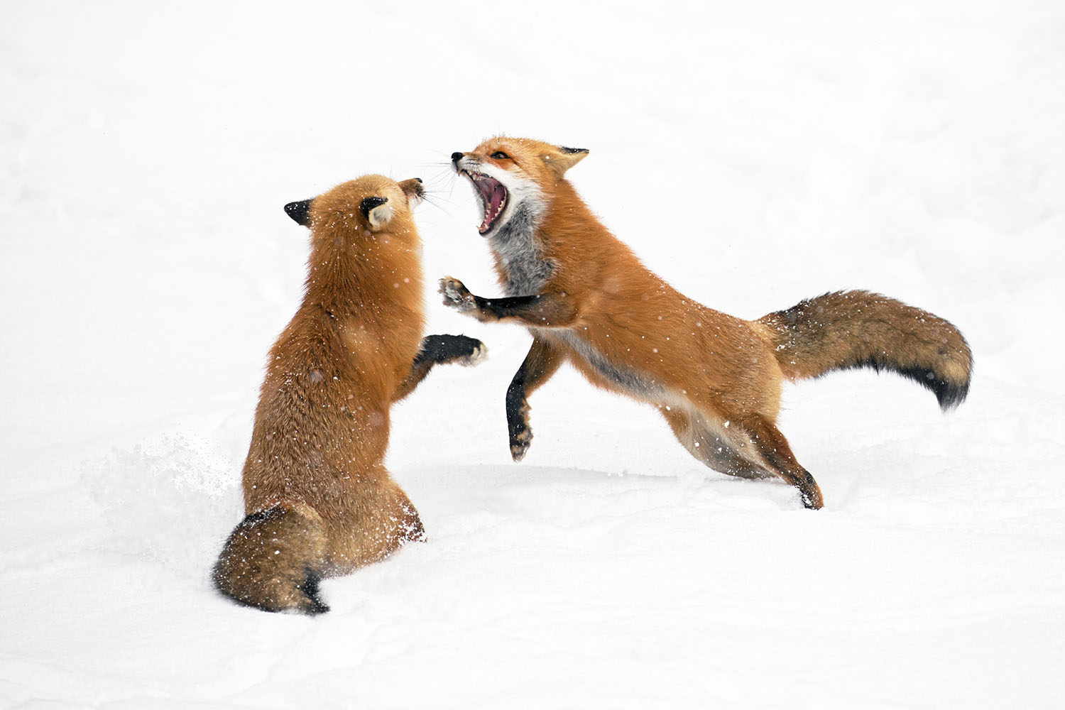 fox fight
