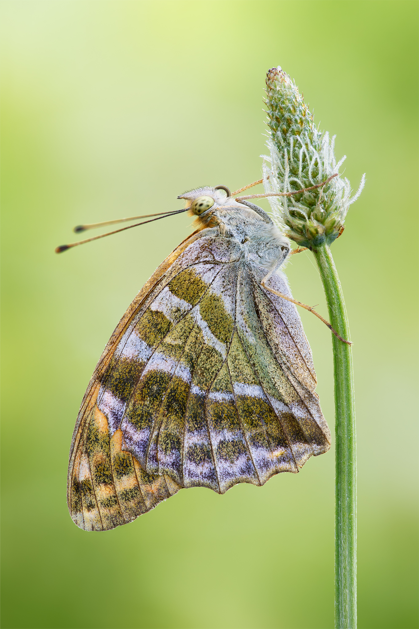 Argynnis paphia