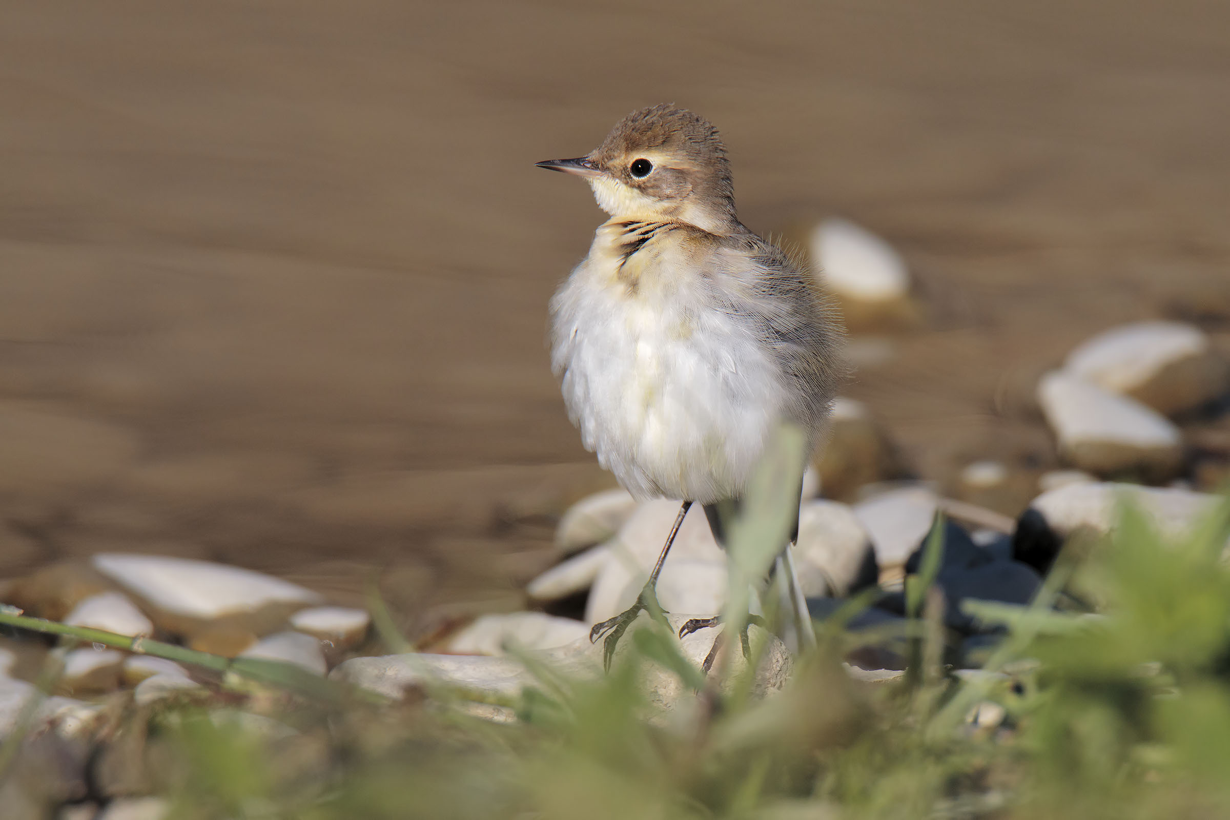Young Yellow Ballerina