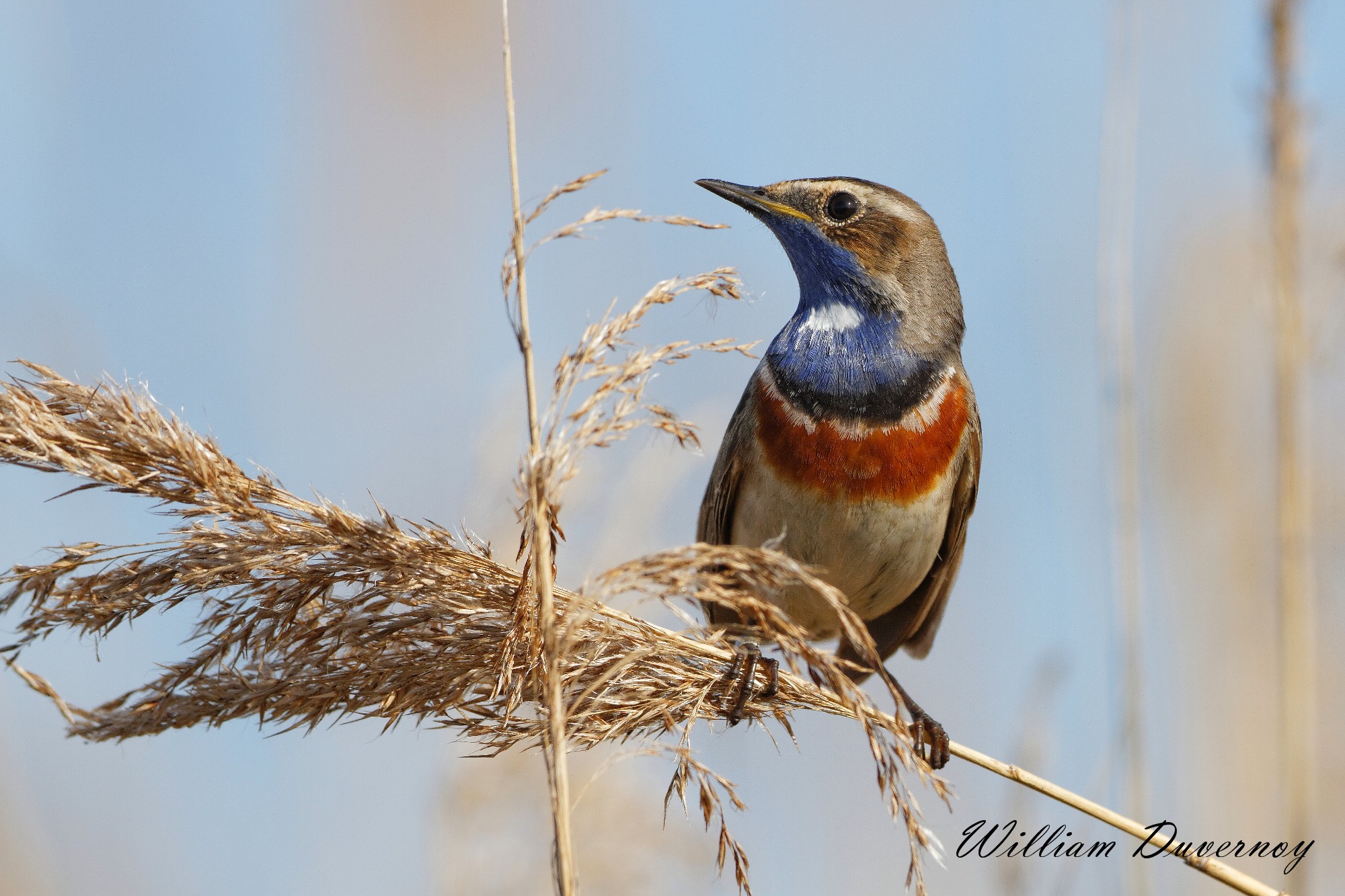 bluethroat