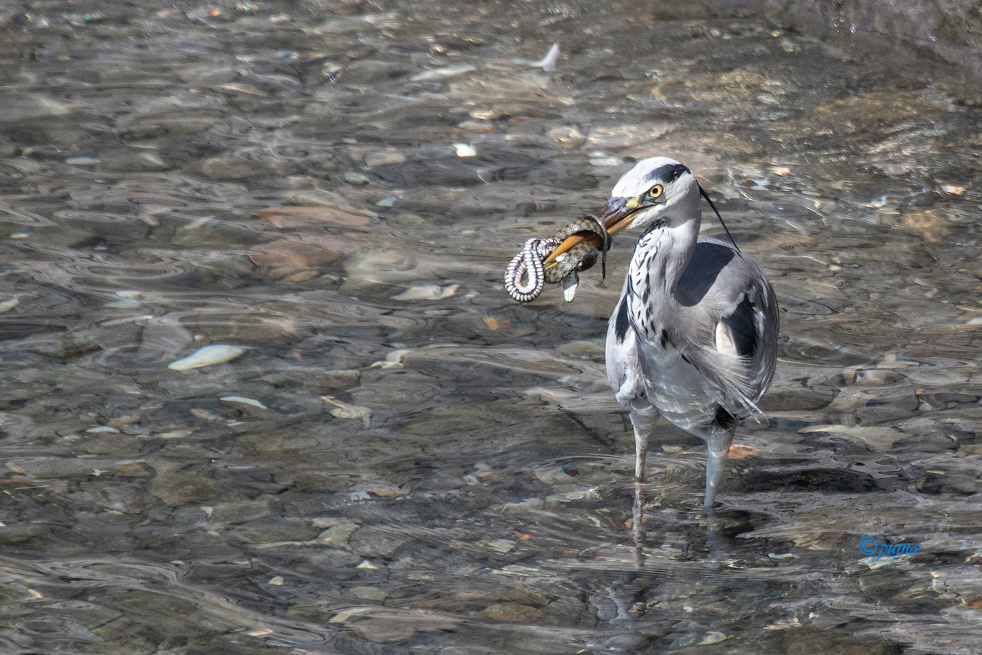 Lotta per la sopravvivenza