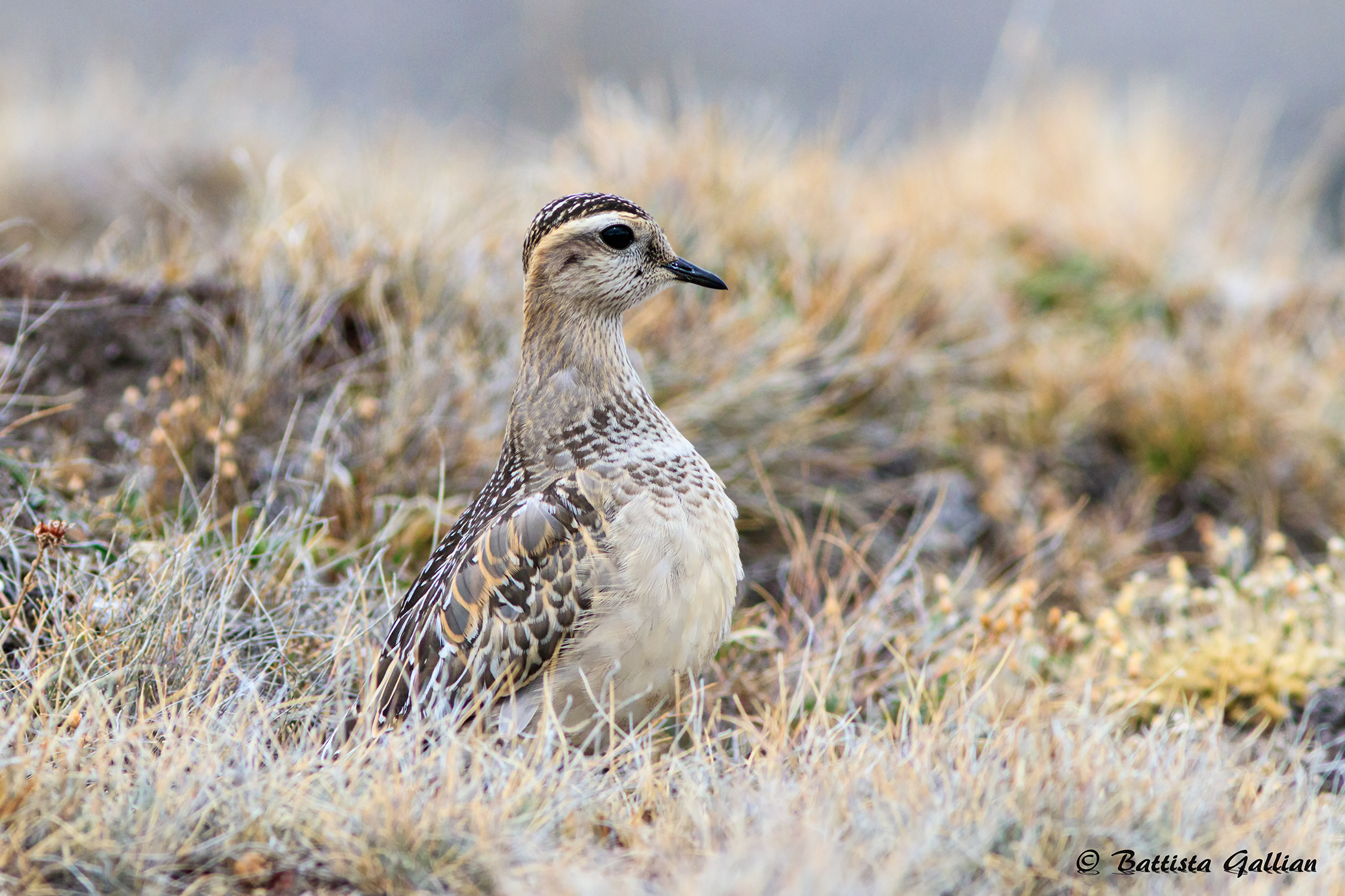 Piviere tortolino alta valle Chisone