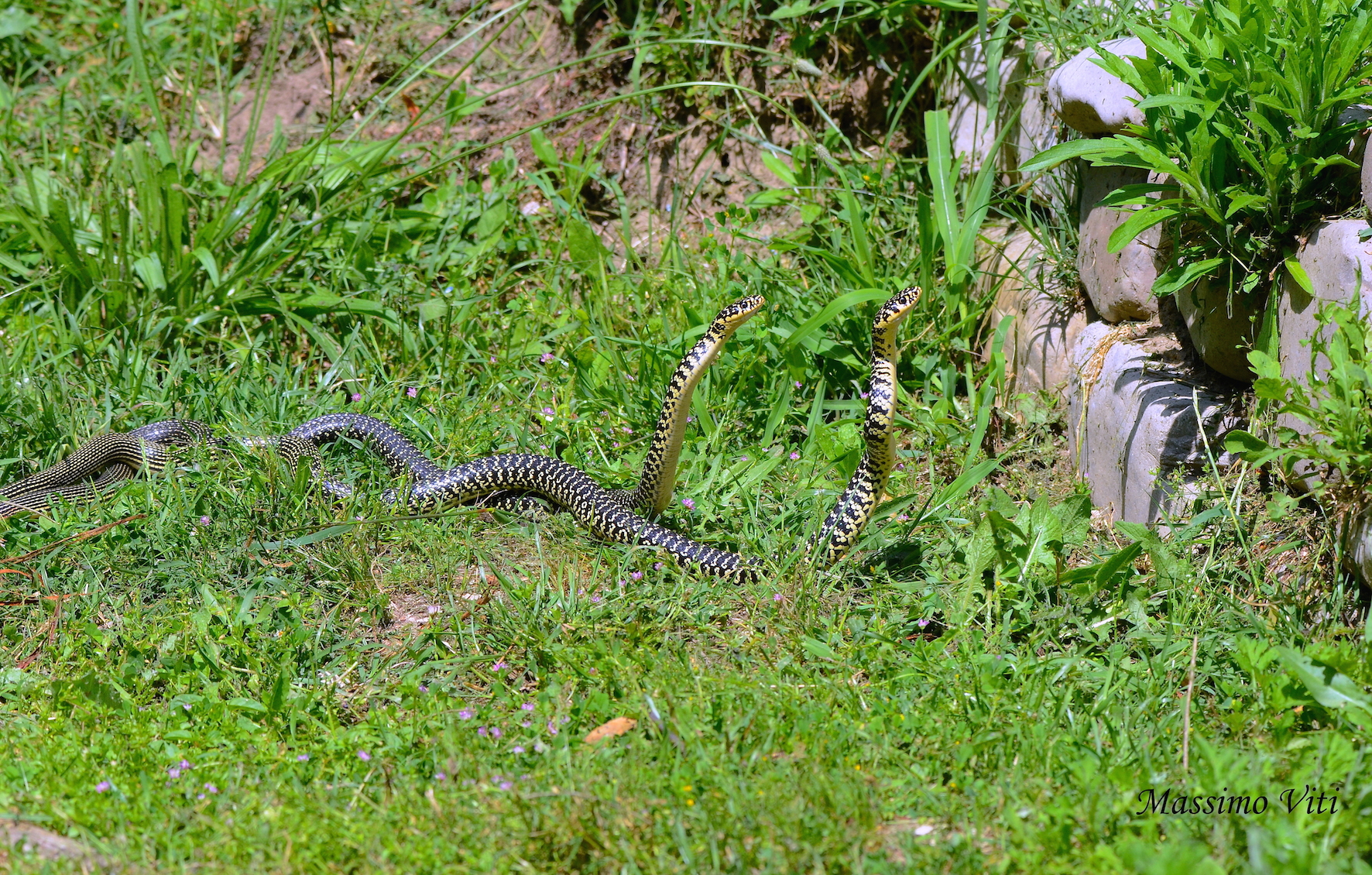 Biacchi ....la danza