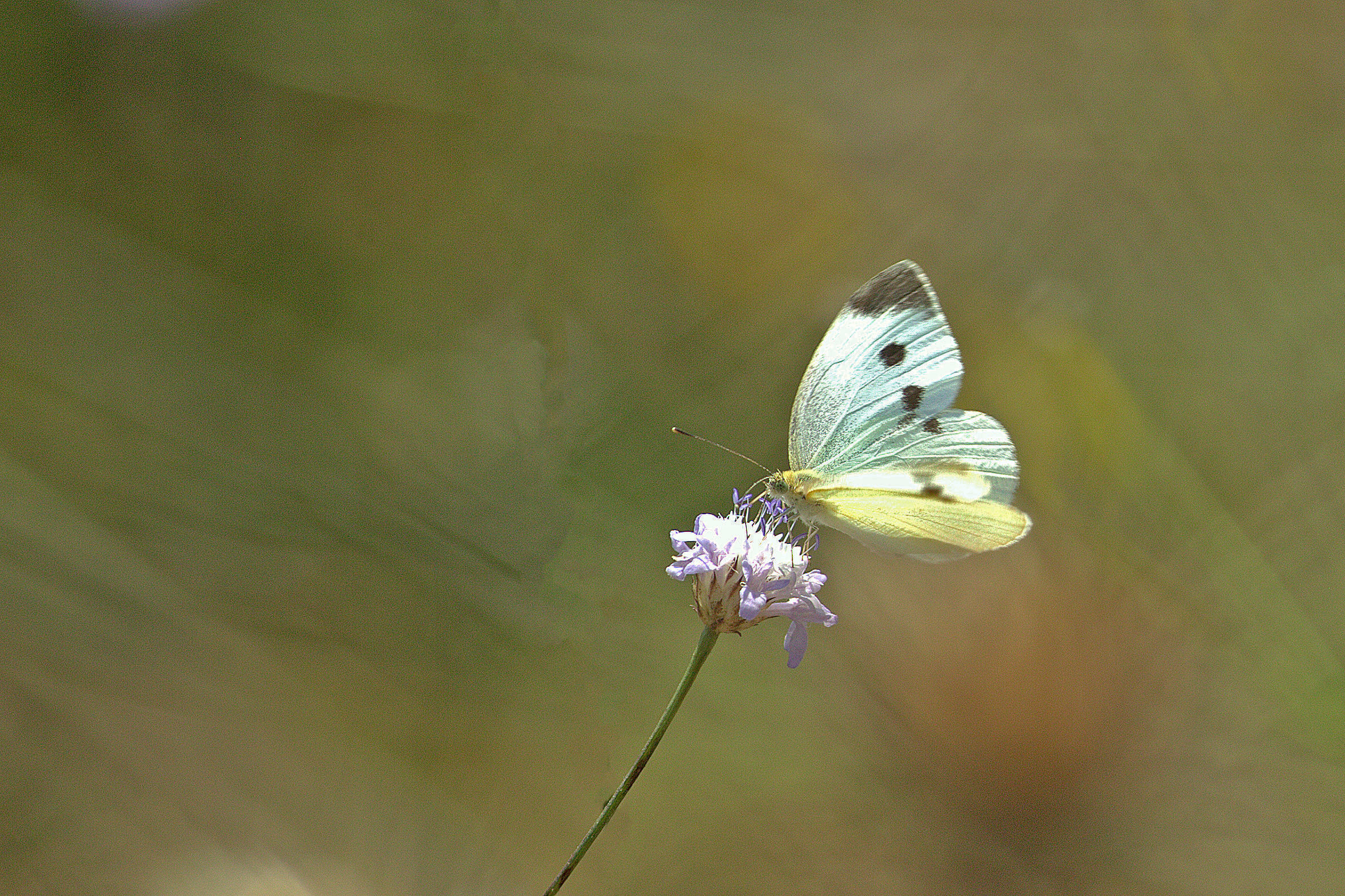 Pieris (Artogeia) rapae - Lesser Cabbage, Pieridae