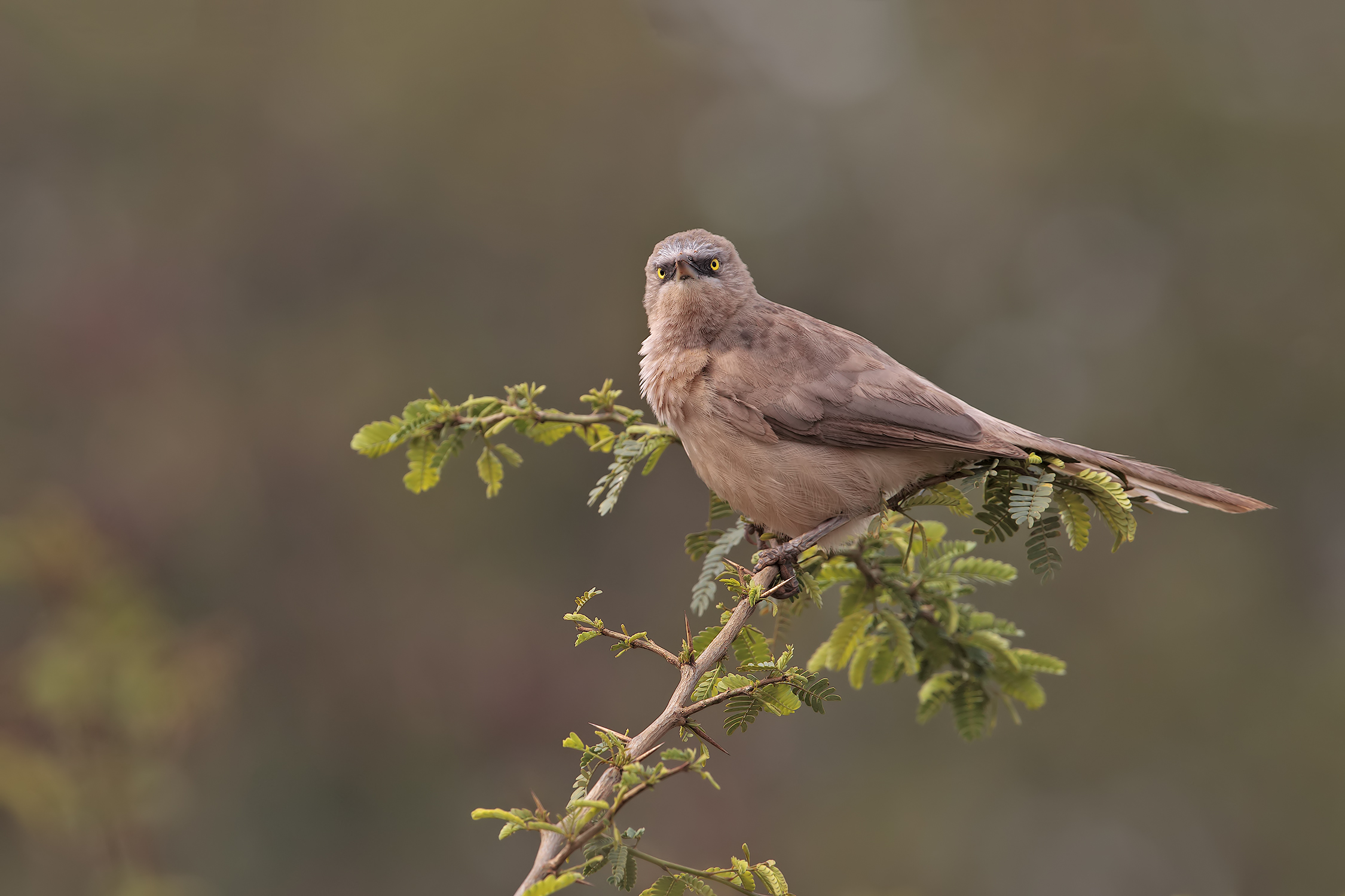 Garrulo grigio (Turdoides malcolmi)