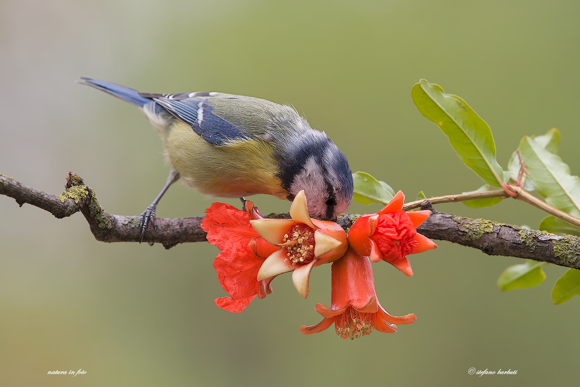 The scent ... of life