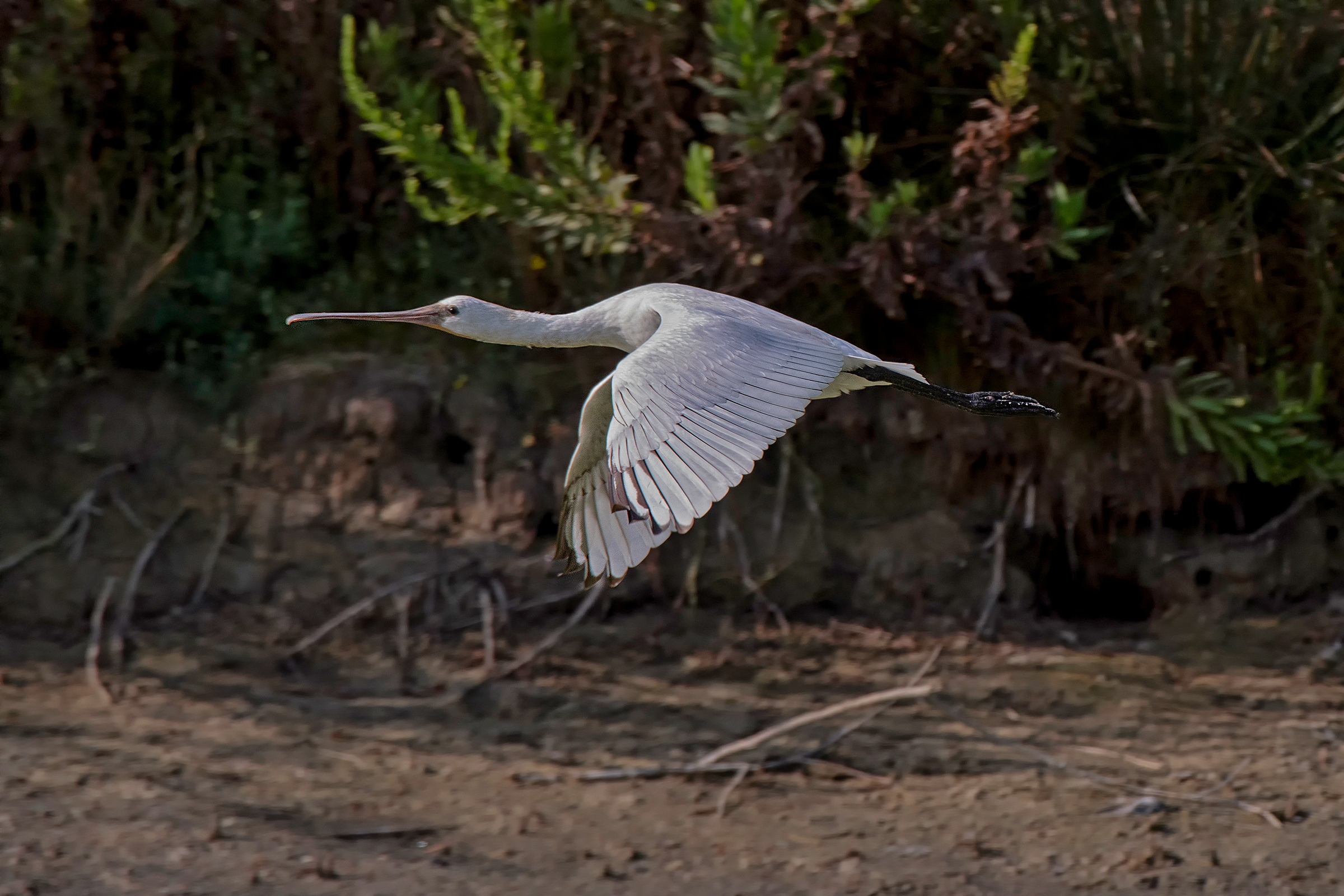Spatola in volo radente