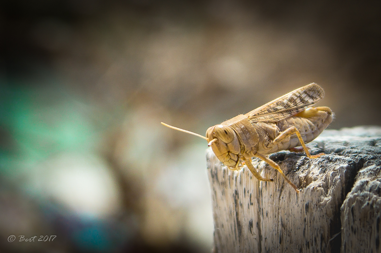 differently skilled !! :(