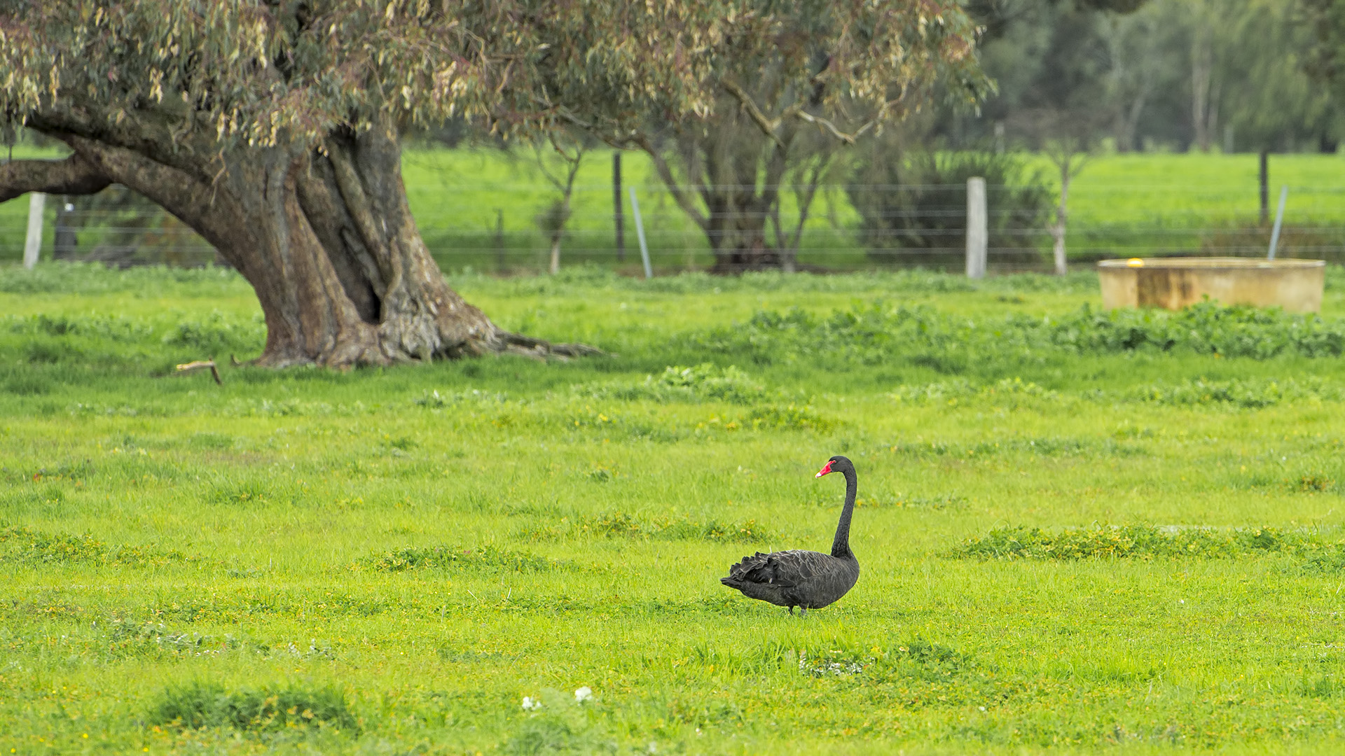 Cygnus atratus (Black Swan)