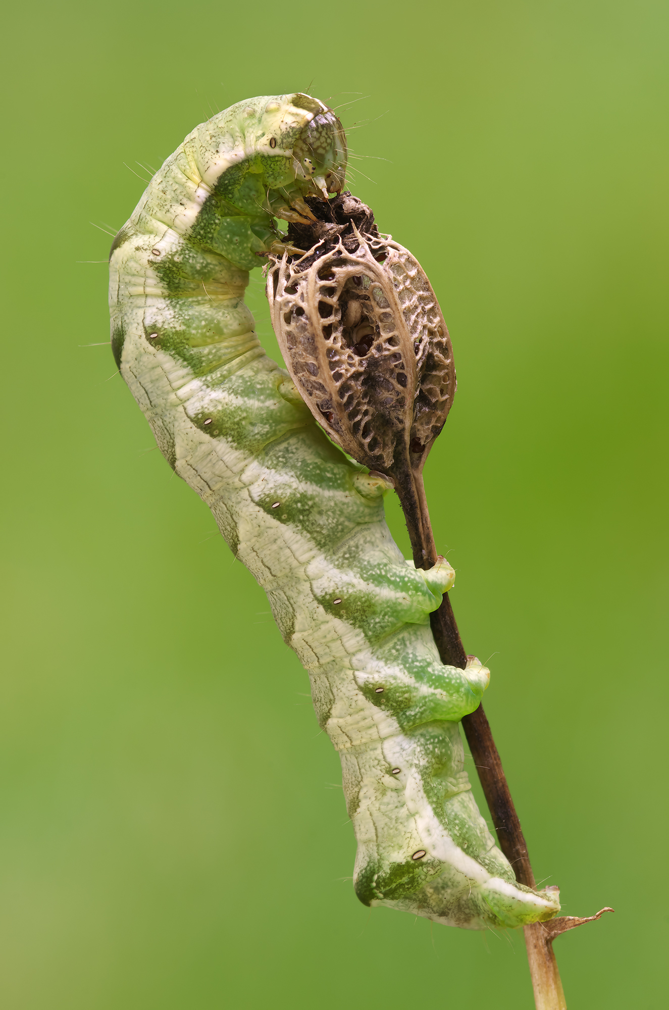 Melanchra persicariae