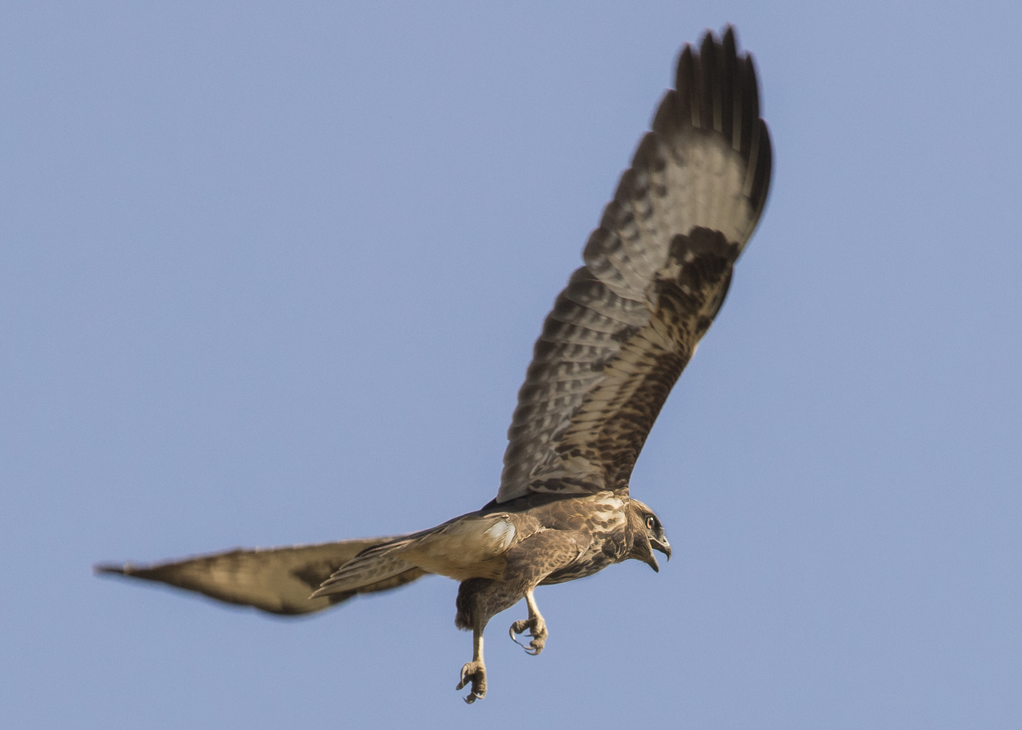 Buzzard