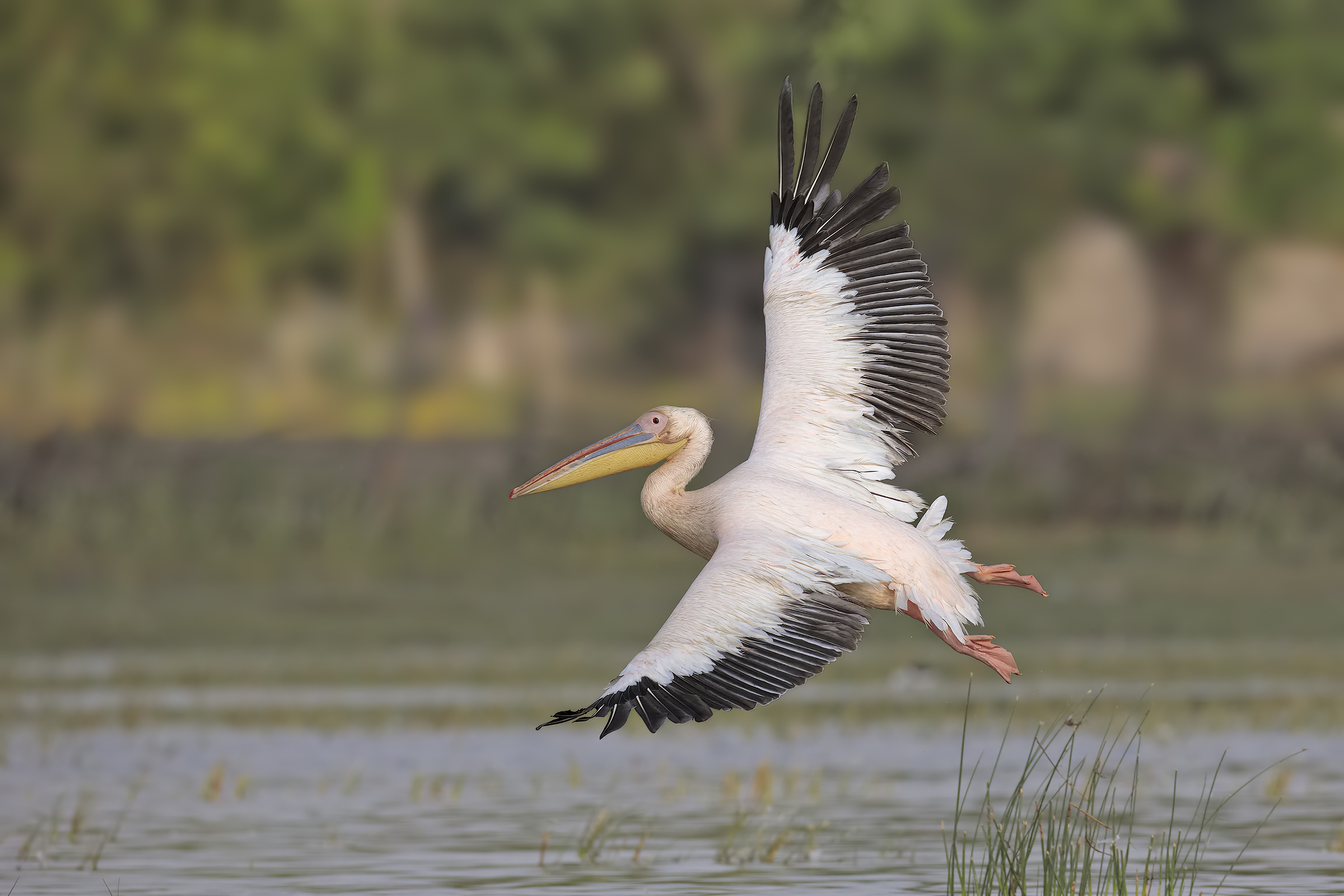 Common pelican