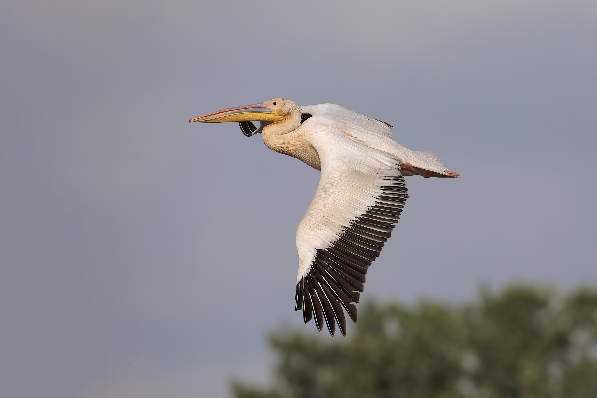 Common pelican