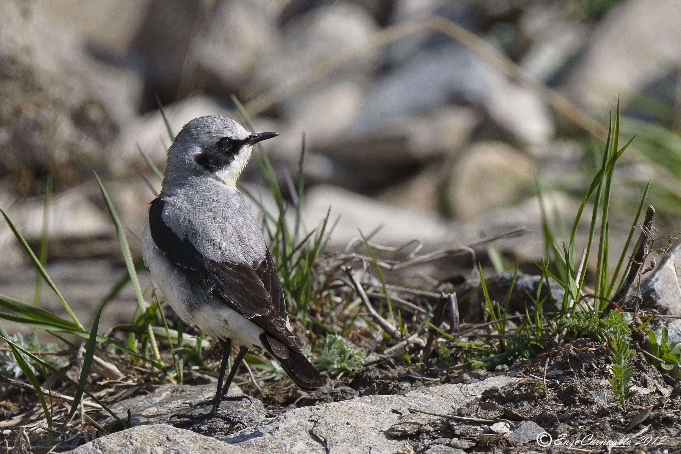 Wheatear