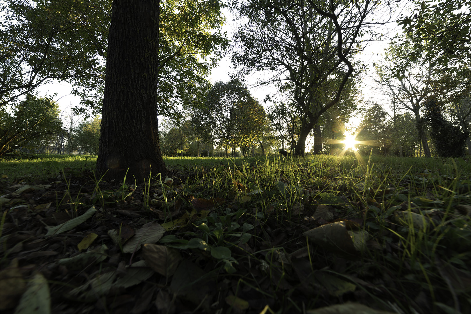 Sunset in park, October 2016