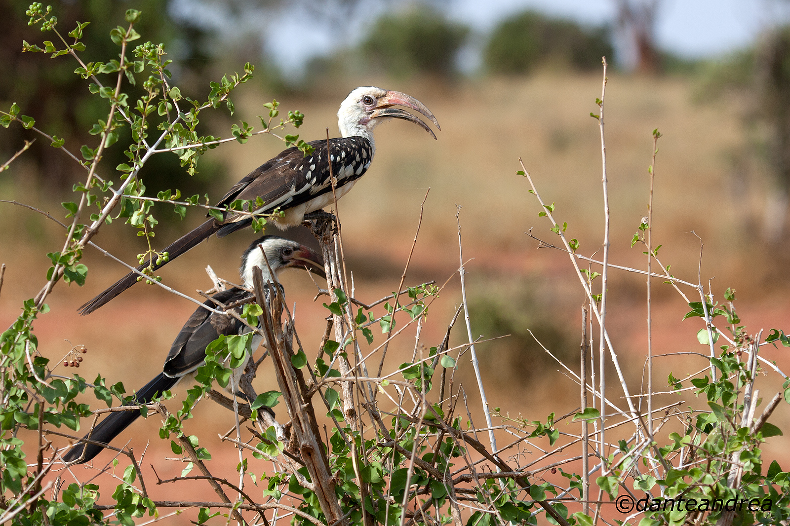 Pair of hornbills