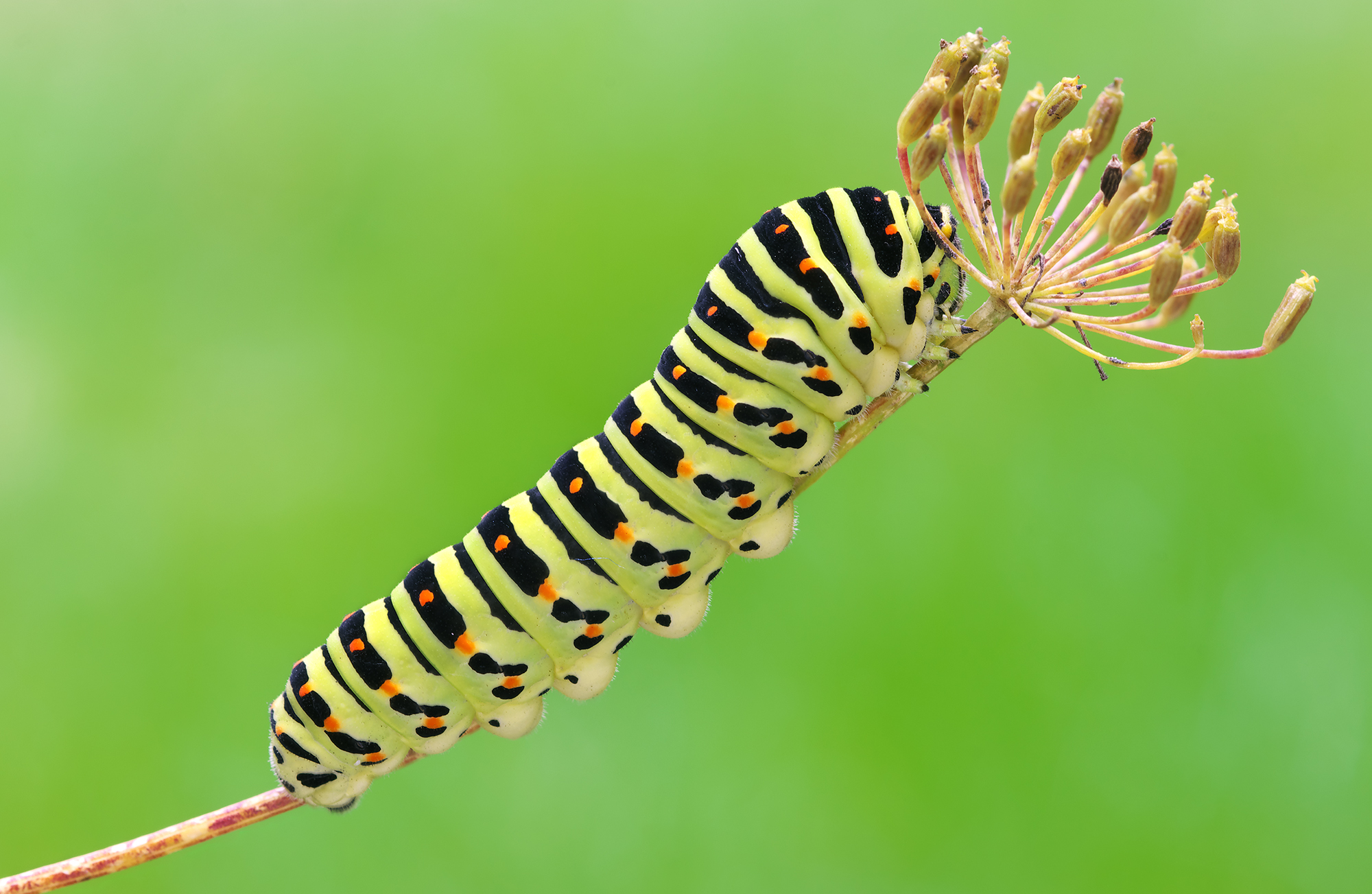 Papilio machaon
