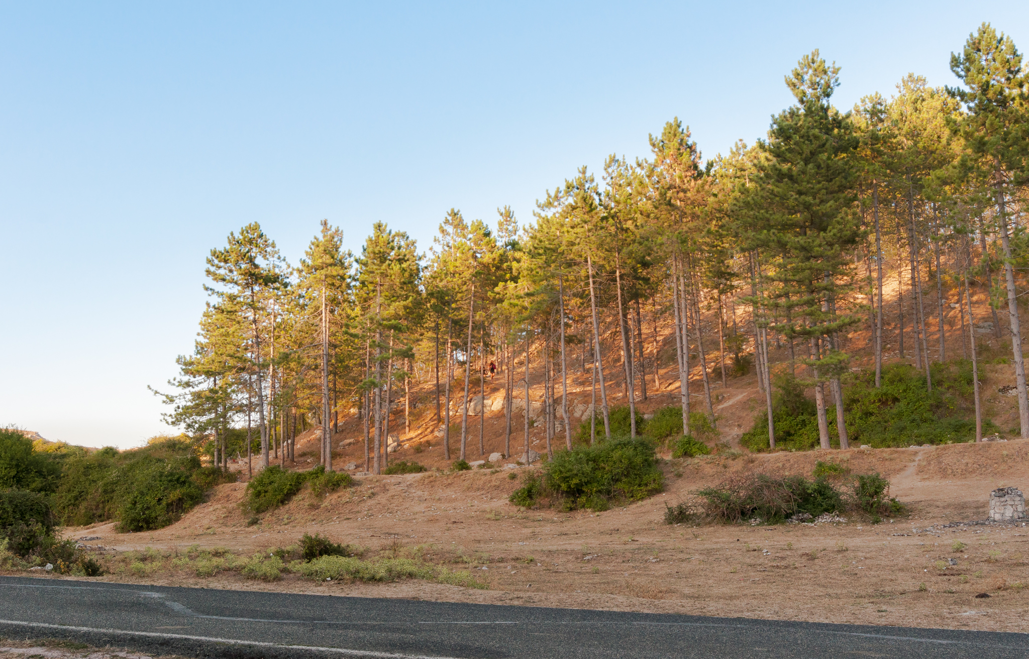 Capranica prenestina - Parallels "Pencils"