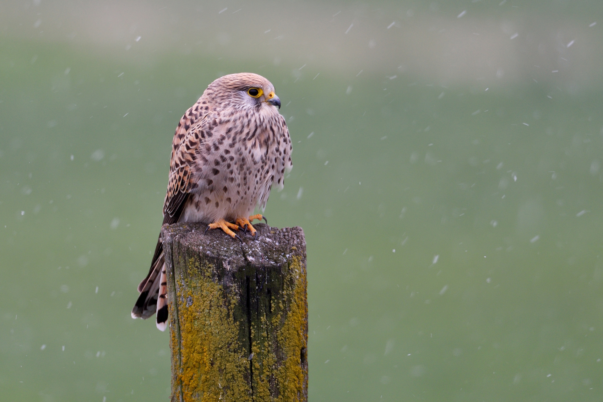 Kestrel
