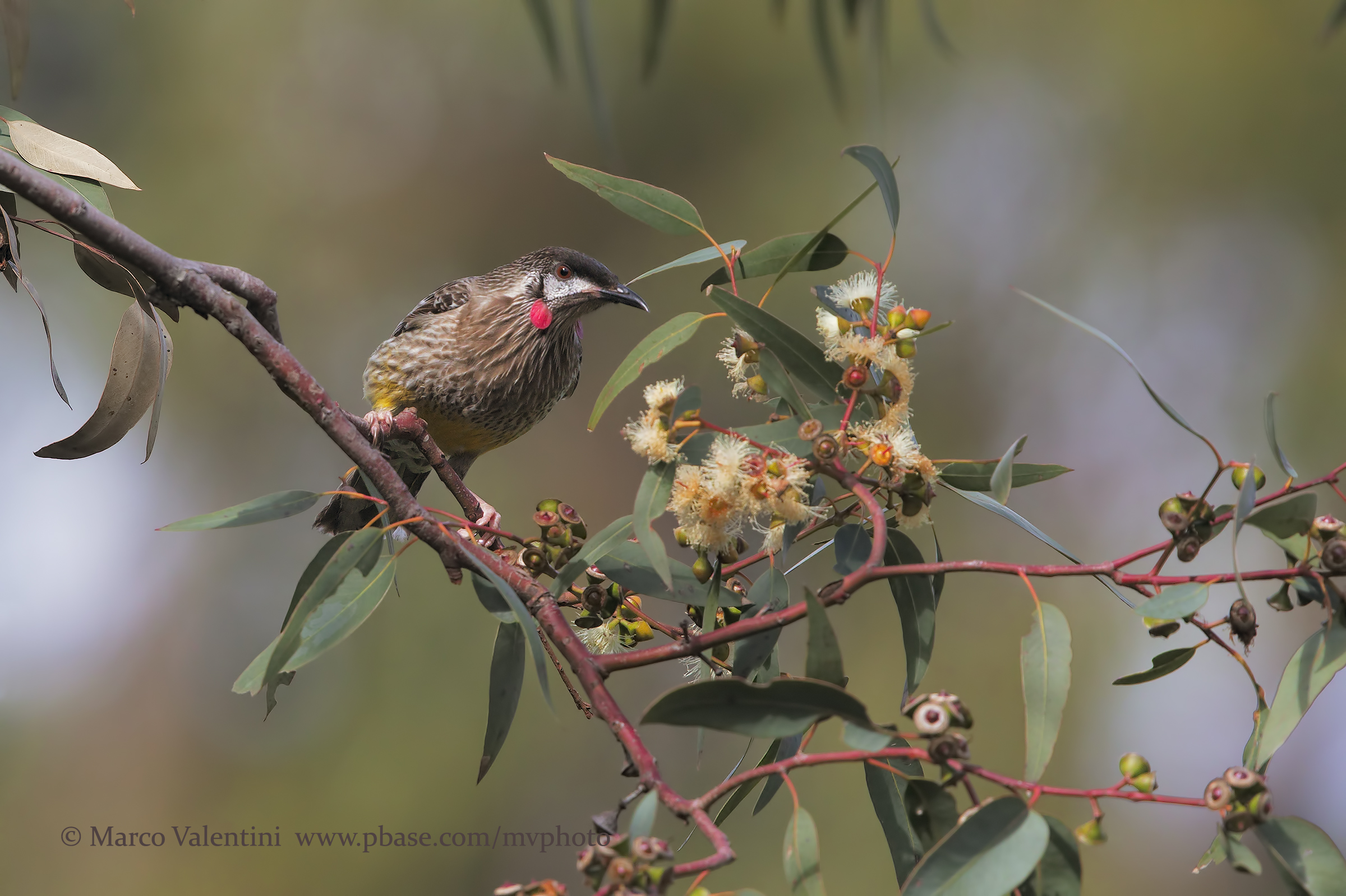 Red wattlebird