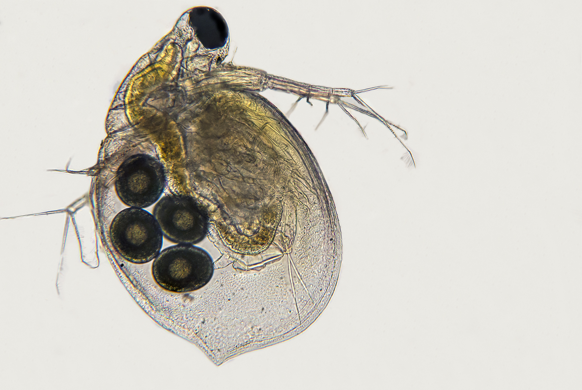 Ceriodaphnia