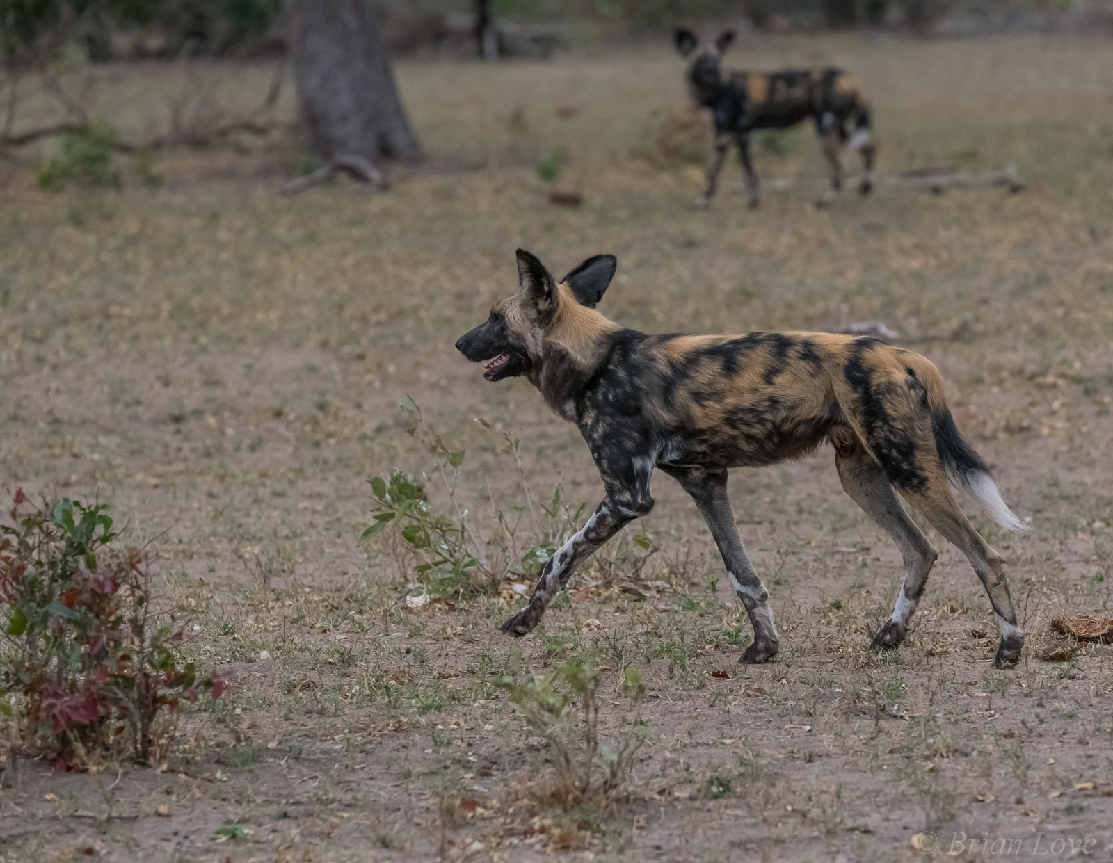 African Wild Dogs on the Hunt