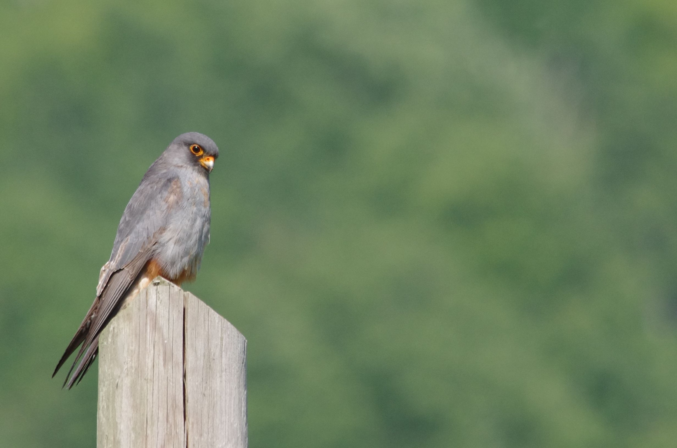 Falcon cuckoo