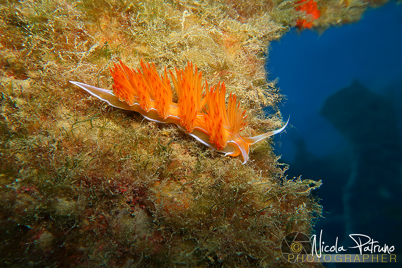 Nudibranco - Dondice