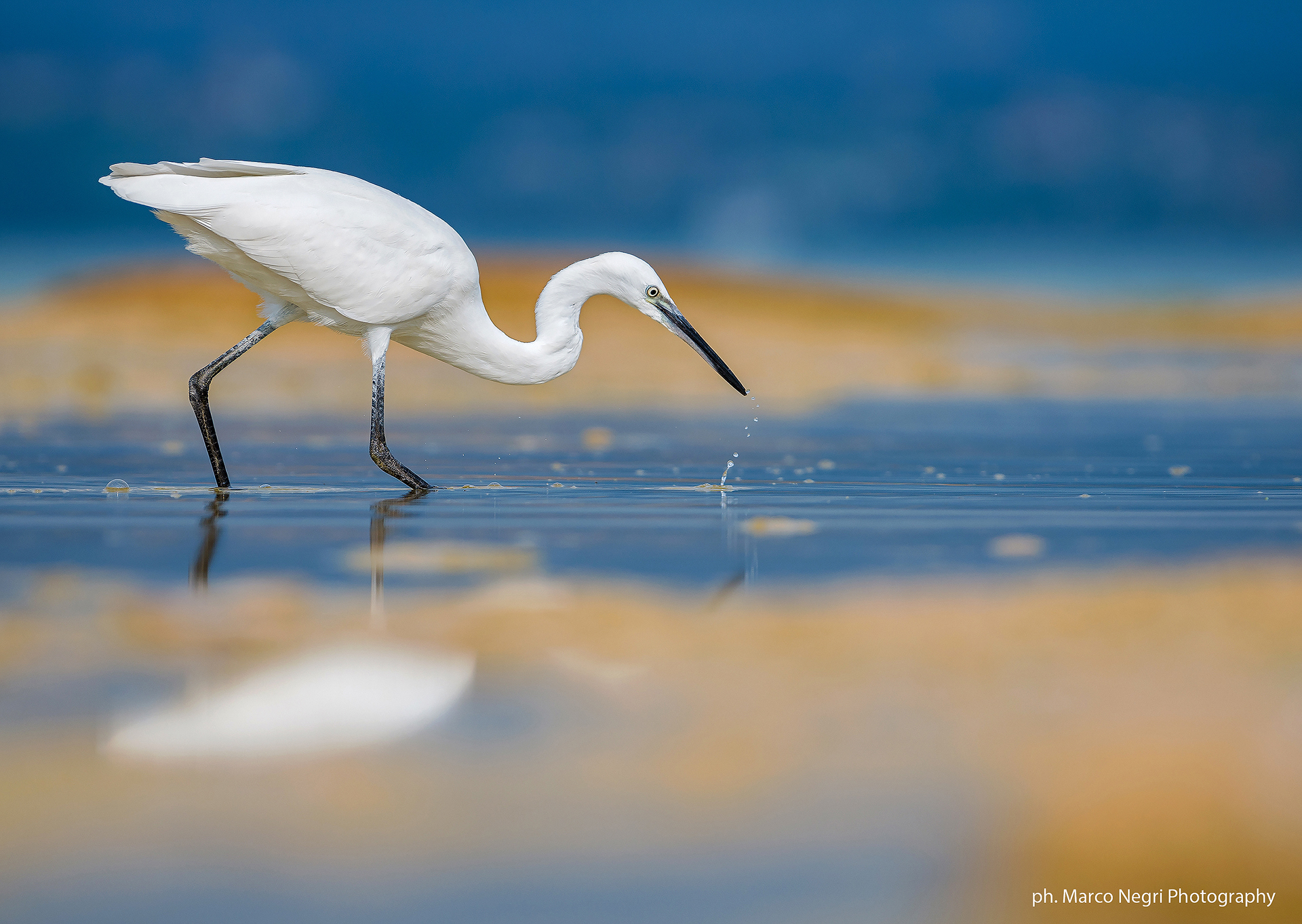 Egret