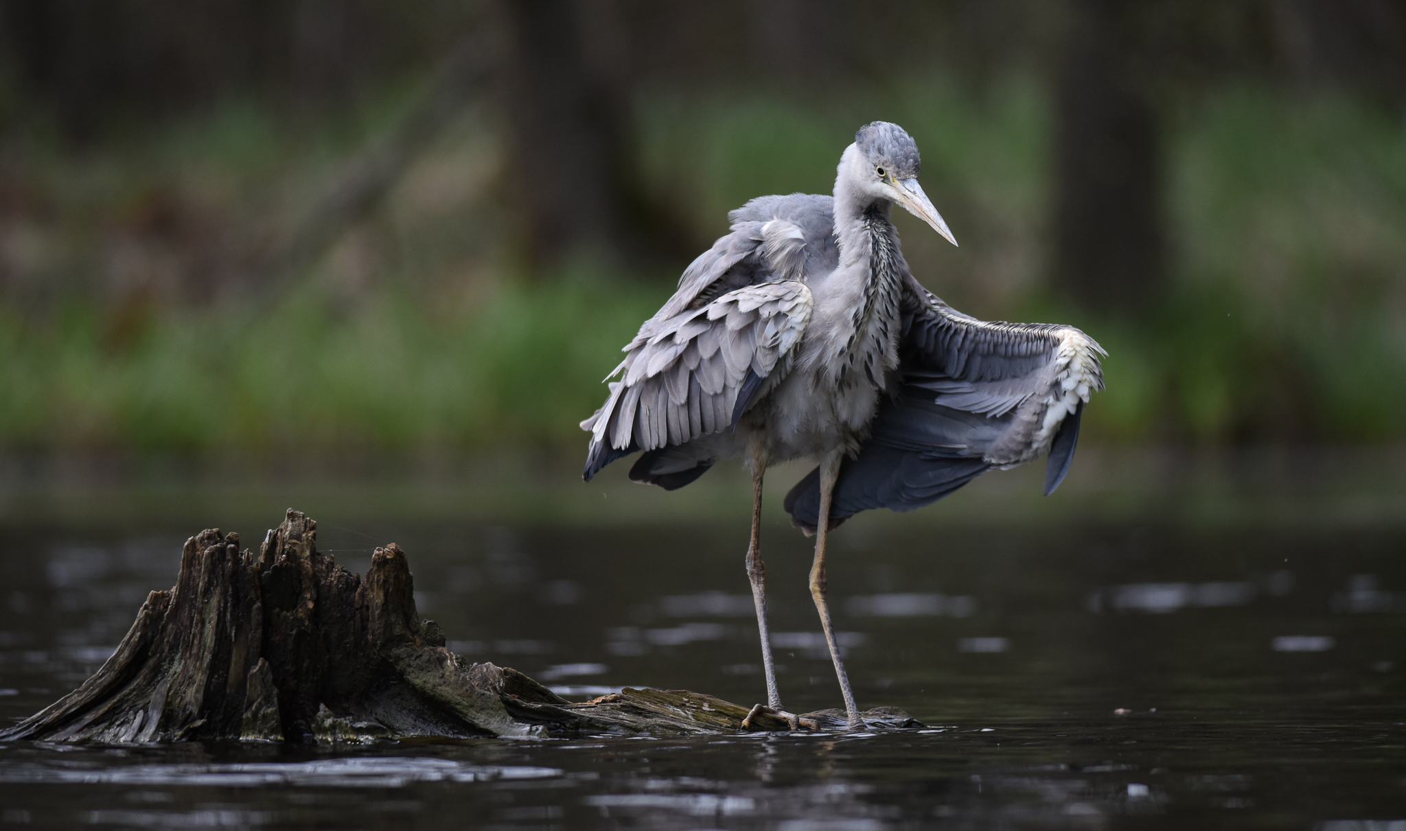 I want to be an eagle