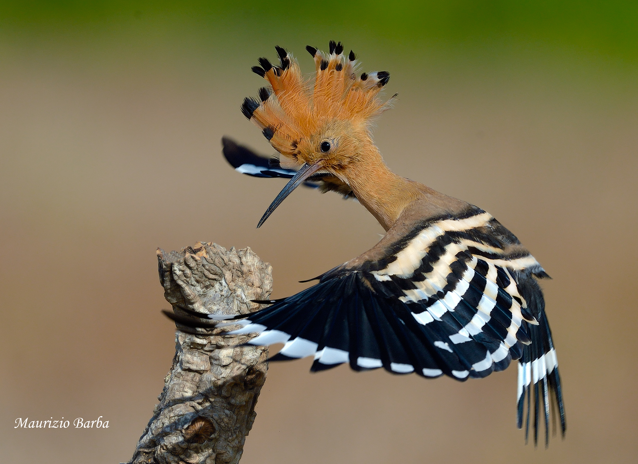 Hoopoe
