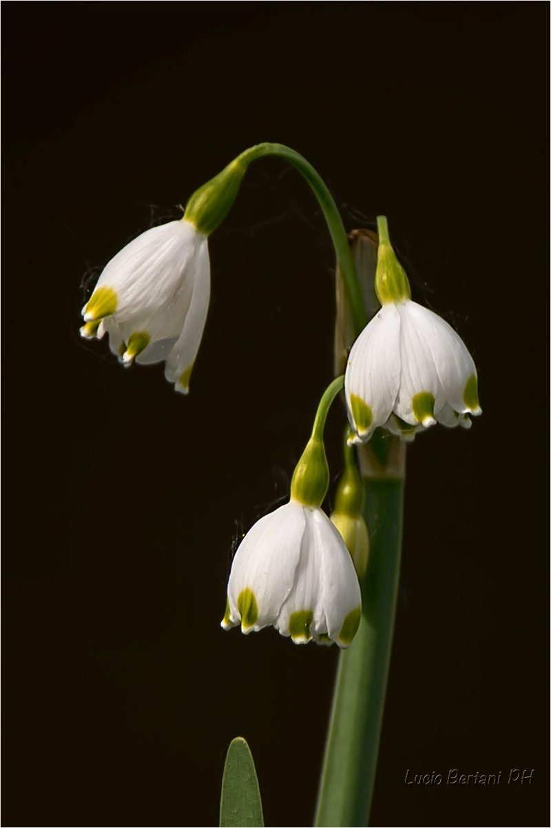 Campanellini di primavera ( falso bucaneve)