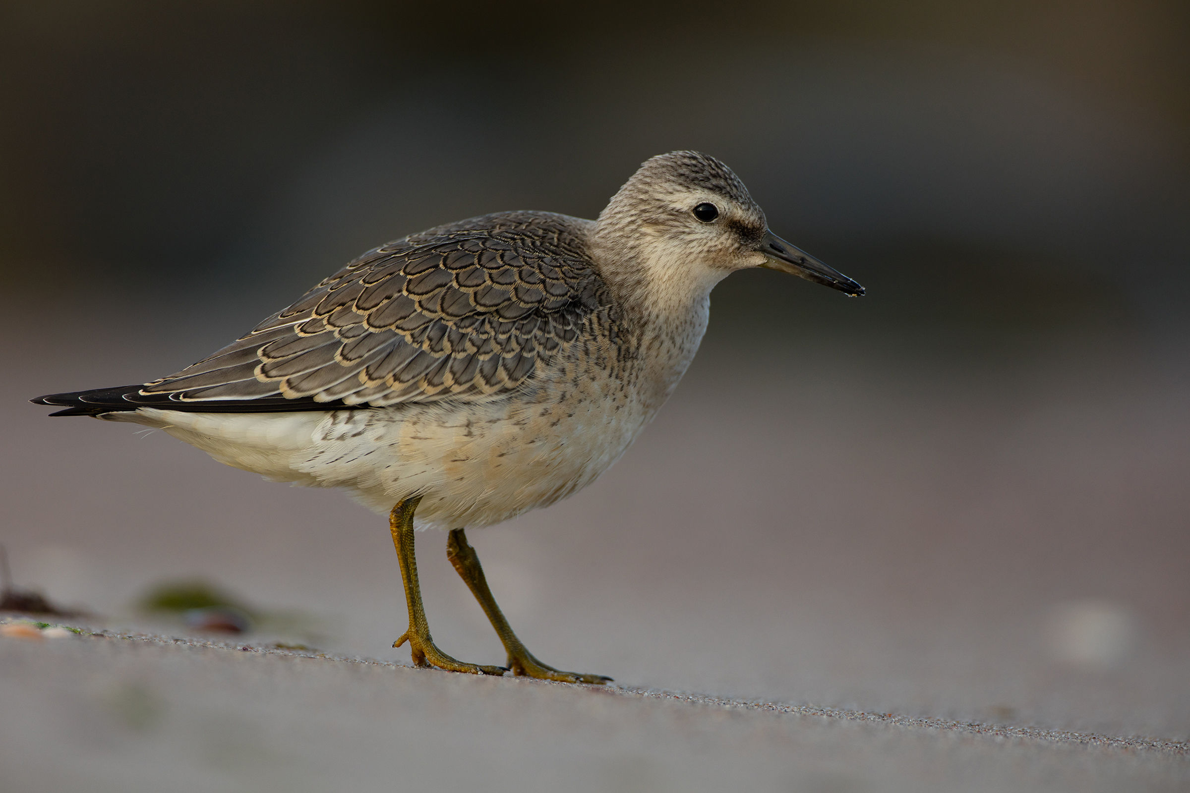 Red Knot (Calidris canutus)