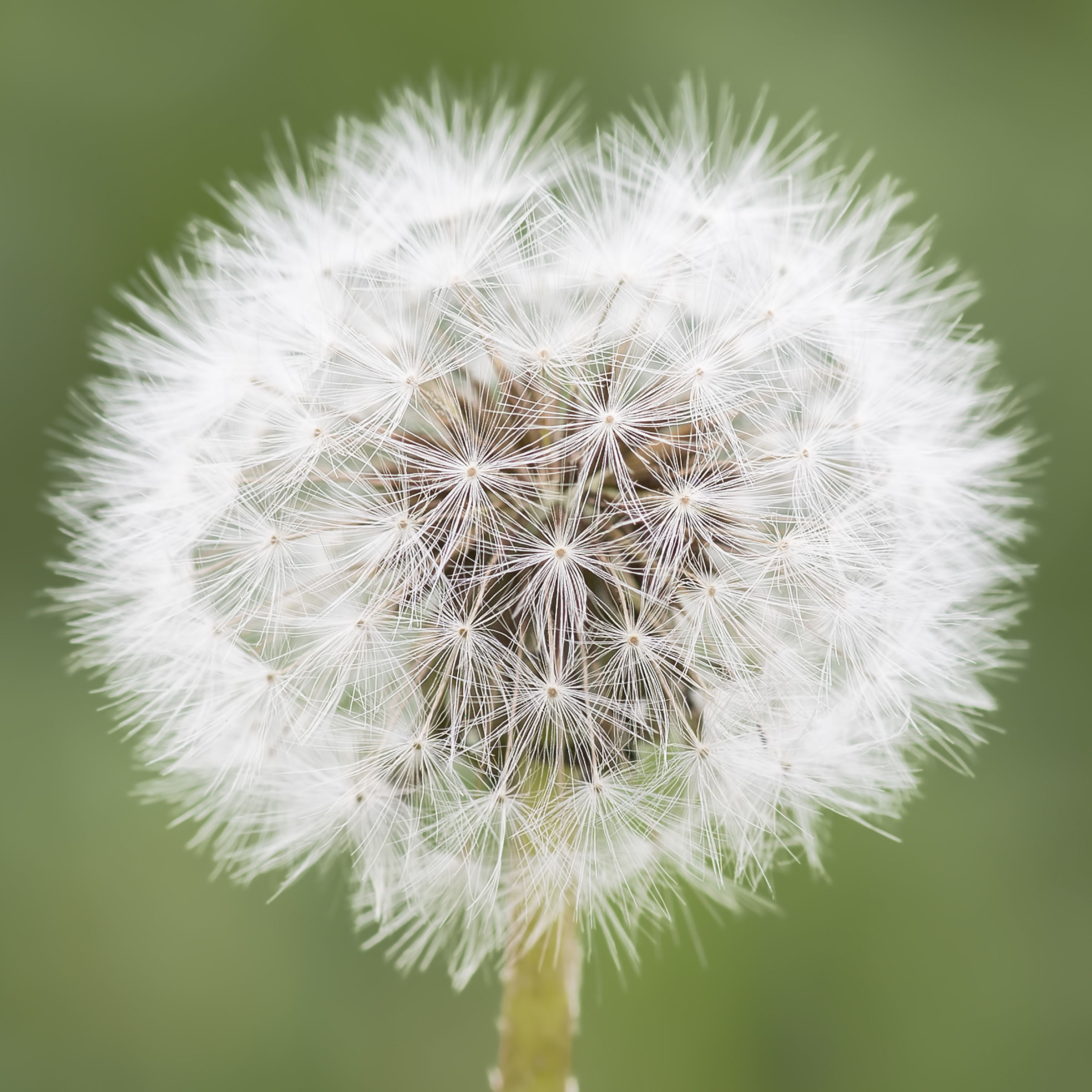 Taraxacum officinale