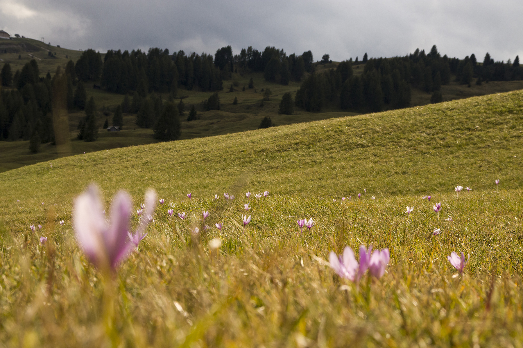 Flowered meadow