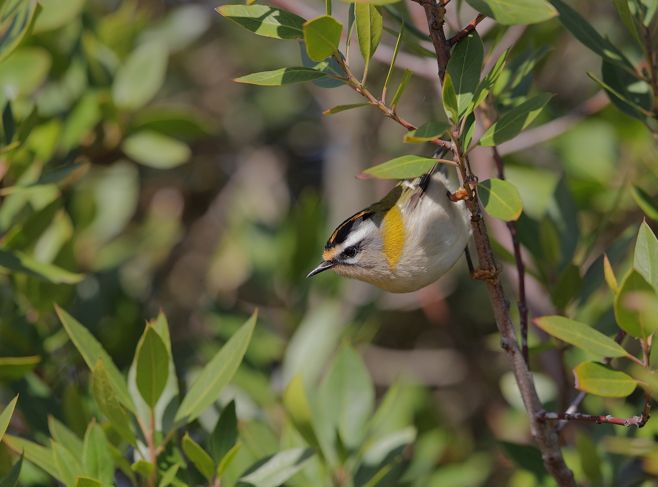 roitelet a triple bandeaux