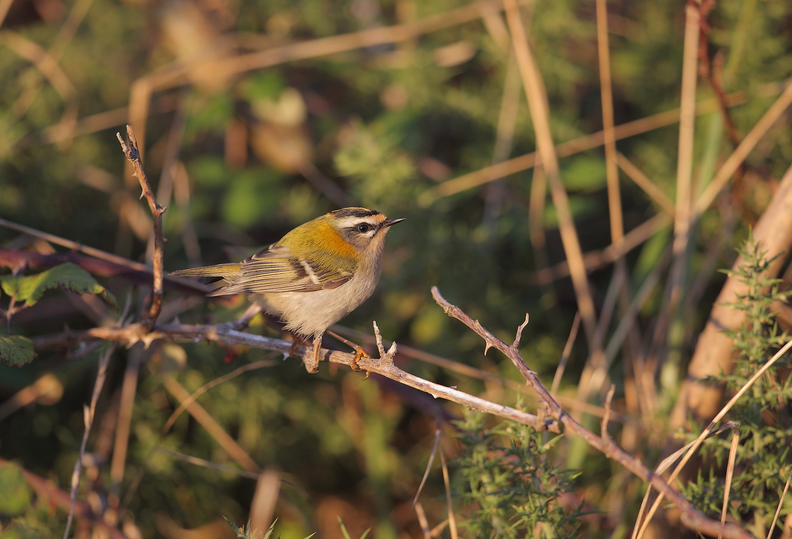 roitelet a triple bandeaux