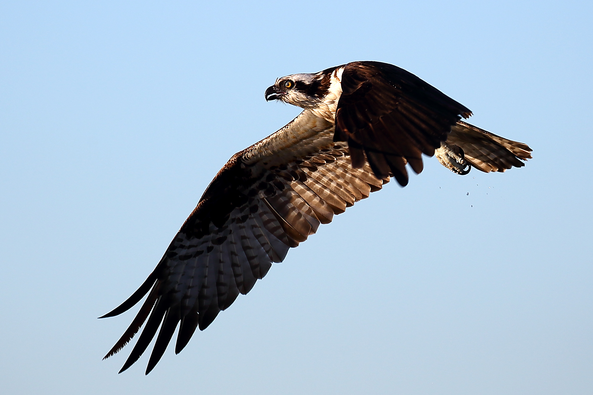 Osprey