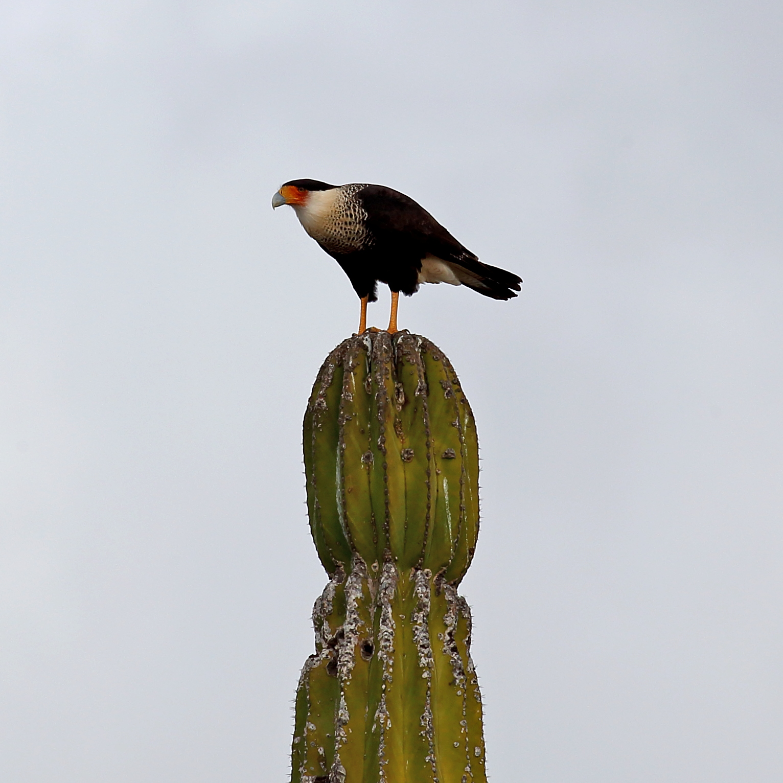 Caracara