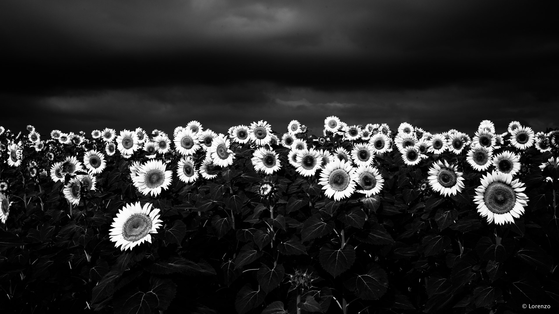sunflowers and dark