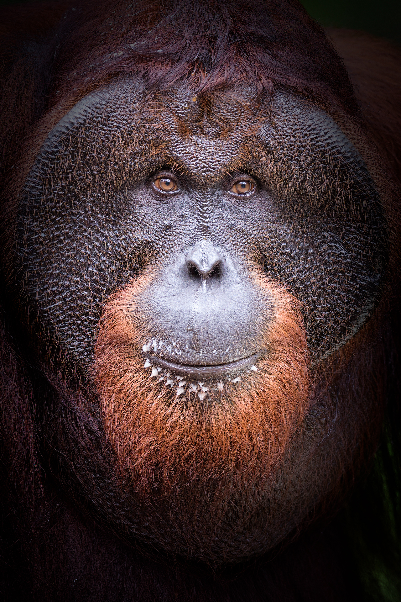 Orang Utang Portrait